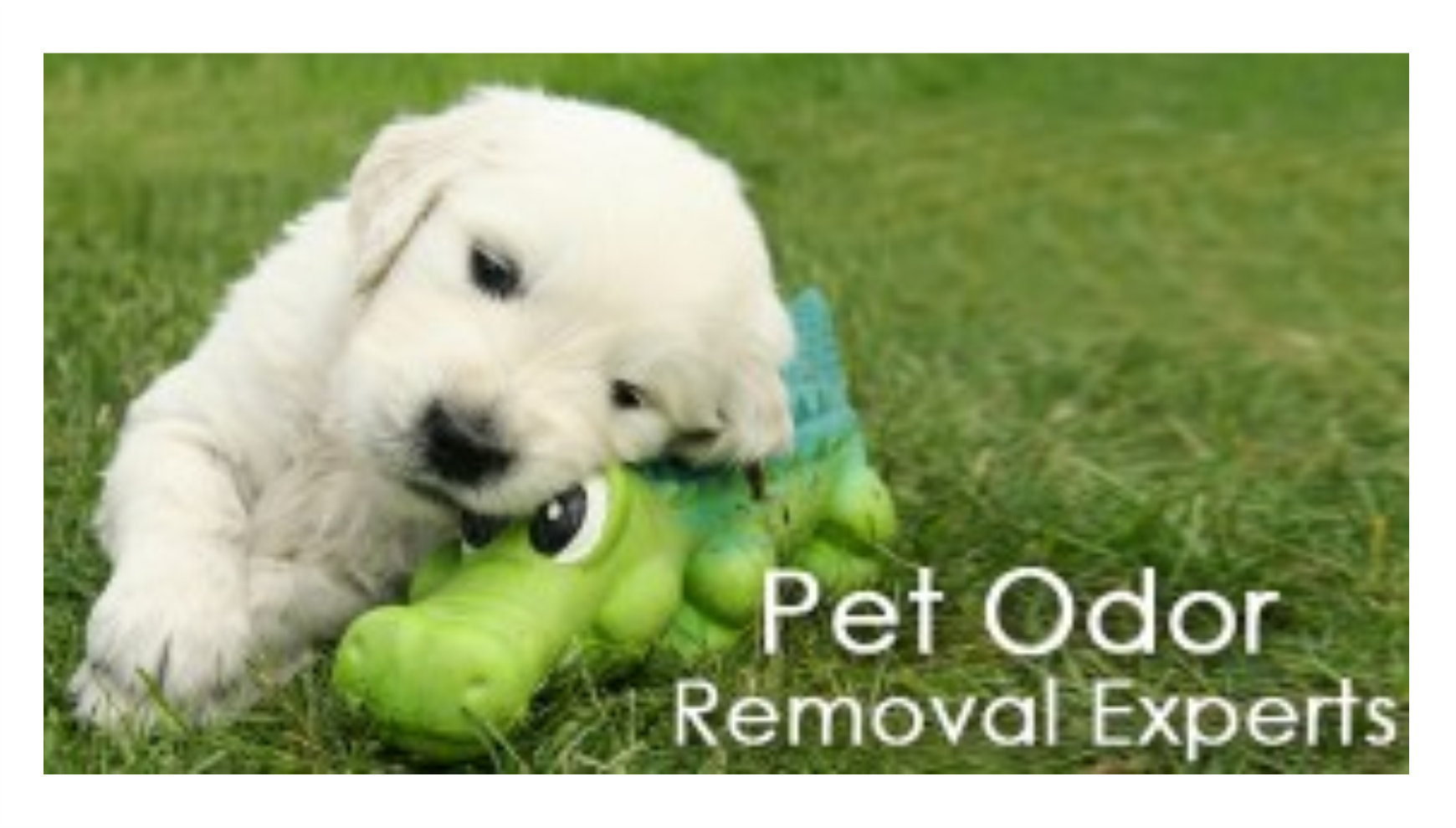 pet stain removal on carpet